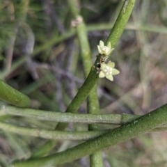 Cynanchum viminale subsp. australe (Caustic Shrub, Caustic Vine) at Silverton, NSW - 27 Dec 2022 by Darcy