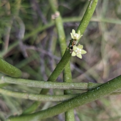 Cynanchum viminale subsp. australe (Caustic Shrub, Caustic Vine) at Living Desert State Park - 27 Dec 2022 by Darcy