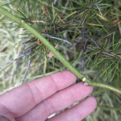 Cynanchum viminale subsp. australe at Silverton, NSW - 28 Dec 2022 08:30 AM