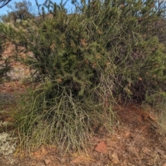 Cynanchum viminale subsp. australe at Silverton, NSW - 28 Dec 2022 08:30 AM