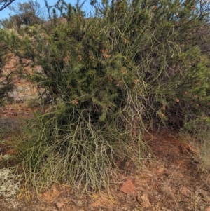 Cynanchum viminale subsp. australe at Silverton, NSW - 28 Dec 2022