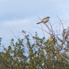 Gavicalis virescens (Singing Honeyeater) at Living Desert State Park - 27 Dec 2022 by Darcy