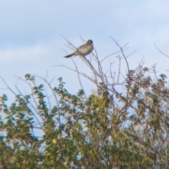 Gavicalis virescens at Silverton, NSW - 28 Dec 2022 08:38 AM