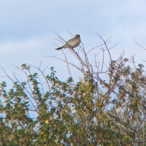 Gavicalis virescens at Silverton, NSW - 28 Dec 2022 08:38 AM