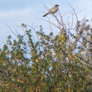 Gavicalis virescens at Silverton, NSW - 28 Dec 2022 08:38 AM