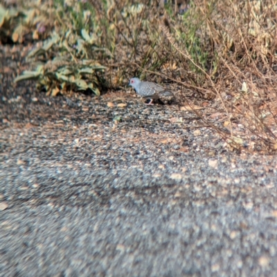 Geopelia cuneata (Diamond Dove) at Silverton, NSW - 28 Dec 2022 by Darcy