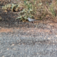 Geopelia cuneata at Silverton, NSW - 28 Dec 2022 08:39 AM