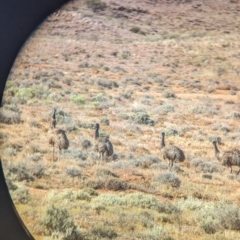 Dromaius novaehollandiae (Emu) at Living Desert State Park - 27 Dec 2022 by Darcy