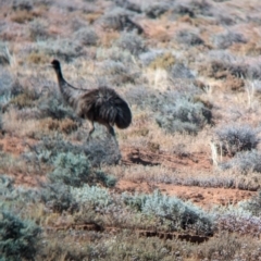 Dromaius novaehollandiae at Silverton, NSW - 28 Dec 2022 08:54 AM