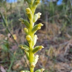 Microtis unifolia (Common Onion Orchid) at Fadden, ACT - 28 Dec 2022 by LPadg