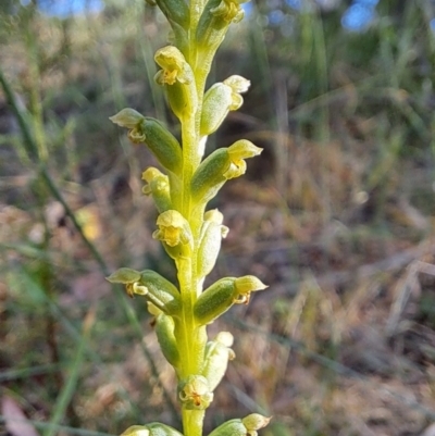 Microtis unifolia (Common Onion Orchid) at Fadden, ACT - 27 Dec 2022 by LoisElsiePadgham