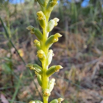 Microtis unifolia (Common Onion Orchid) at Fadden, ACT - 28 Dec 2022 by LPadg