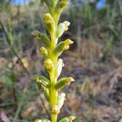 Microtis unifolia (Common Onion Orchid) at Wanniassa Hill - 27 Dec 2022 by LoisElsiePadgham