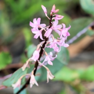 Dipodium roseum at Kiah, NSW - suppressed