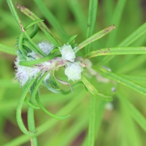 Cassinia (genus) at Kiah, NSW - 24 Dec 2022 09:27 AM