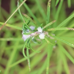 Cassinia (genus) at Kiah, NSW - 24 Dec 2022 09:27 AM