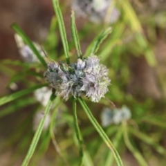 Cassinia sp. at Kiah, NSW - 24 Dec 2022