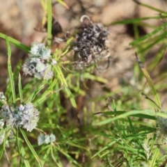 Cassinia sp. at Kiah, NSW - 24 Dec 2022