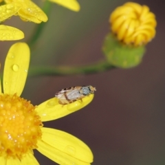 Tephritidae sp. (family) at East Boyd State Forest - 23 Dec 2022 by KylieWaldon