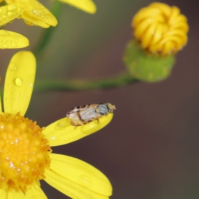 Sphenella ruficeps (Senecio Flower Galler Fruit Fly) at Kiah, NSW - 24 Dec 2022 by KylieWaldon