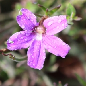 Scaevola ramosissima at Narrabarba, NSW - 24 Dec 2022