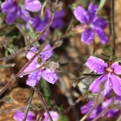 Scaevola ramosissima at Narrabarba, NSW - 24 Dec 2022