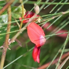 Kennedia rubicunda (Dusky Coral Pea) at Kiah, NSW - 24 Dec 2022 by KylieWaldon