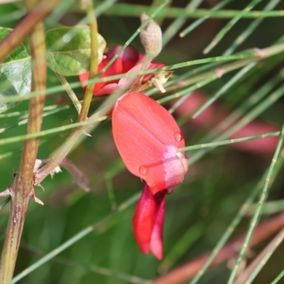 Kennedia rubicunda (Dusky Coral Pea) at Kiah, NSW - 23 Dec 2022 by KylieWaldon