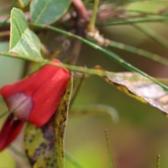 Kennedia rubicunda at Kiah, NSW - 24 Dec 2022