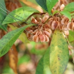 Dodonaea triquetra (Large-leaf Hop-Bush) at Narrabarba, NSW - 24 Dec 2022 by KylieWaldon