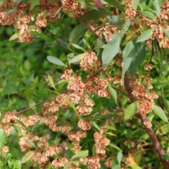 Dodonaea triquetra at Narrabarba, NSW - 24 Dec 2022