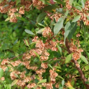 Dodonaea triquetra at Narrabarba, NSW - 24 Dec 2022