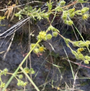 Potentilla recta at Rendezvous Creek, ACT - 28 Dec 2022