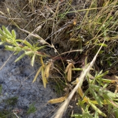 Potentilla recta at Rendezvous Creek, ACT - 28 Dec 2022