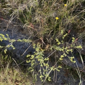 Potentilla recta at Rendezvous Creek, ACT - 28 Dec 2022