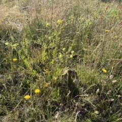 Potentilla recta at Rendezvous Creek, ACT - 28 Dec 2022