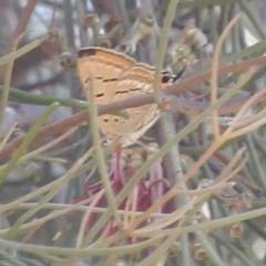 Jalmenus ictinus (Stencilled Hairstreak) at Lions Youth Haven - Westwood Farm A.C.T. - 28 Dec 2022 by HelenCross