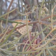 Jalmenus ictinus at Paddys River, ACT - 28 Dec 2022 01:05 PM