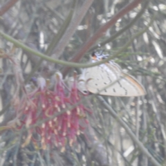 Jalmenus ictinus at Paddys River, ACT - 28 Dec 2022