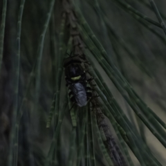 Odontomyia hunteri (Soldier fly) at Higgins, ACT - 27 Dec 2022 by Untidy