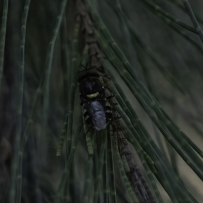 Odontomyia hunteri (Soldier fly) at Higgins Woodland - 27 Dec 2022 by Untidy