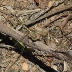 Orthetrum caledonicum (Blue Skimmer) at Mittagong - 14 Dec 2022 by GlossyGal