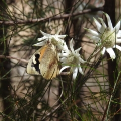 Heteronympha merope (Common Brown Butterfly) at Mittagong - 14 Dec 2022 by GlossyGal