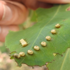 Opodiphthera sp. (genus) at Lions Youth Haven - Westwood Farm A.C.T. - 26 Dec 2022 by HelenCross