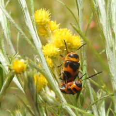 Aporocera (Aporocera) speciosa (Leaf Beetle) at Lions Youth Haven - Westwood Farm A.C.T. - 26 Dec 2022 by HelenCross