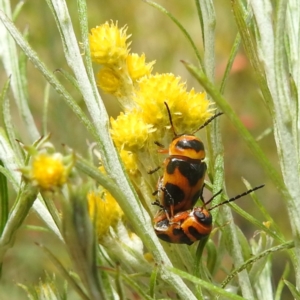 Aporocera (Aporocera) speciosa at Kambah, ACT - 26 Dec 2022