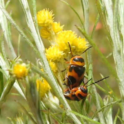 Aporocera (Aporocera) speciosa (Leaf Beetle) at Lions Youth Haven - Westwood Farm A.C.T. - 26 Dec 2022 by HelenCross