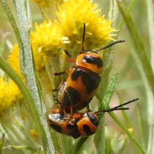 Aporocera (Aporocera) speciosa at Kambah, ACT - 26 Dec 2022