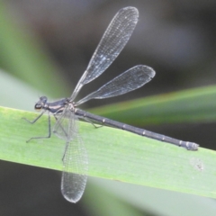 Austroargiolestes icteromelas (Common Flatwing) at Lions Youth Haven - Westwood Farm A.C.T. - 26 Dec 2022 by HelenCross