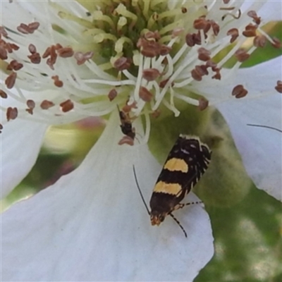 Glyphipterix chrysoplanetis (A Sedge Moth) at Stromlo, ACT - 18 Dec 2022 by HelenCross